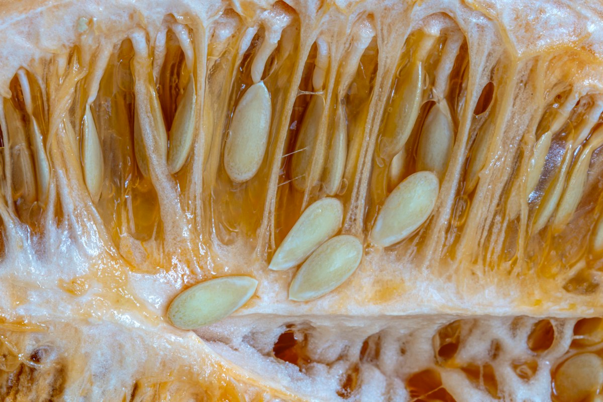 Alimentos antiparasitarios naturales